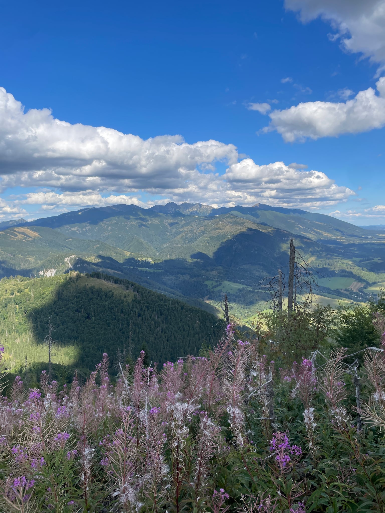 Prosečné — fotografia 1 z 2
