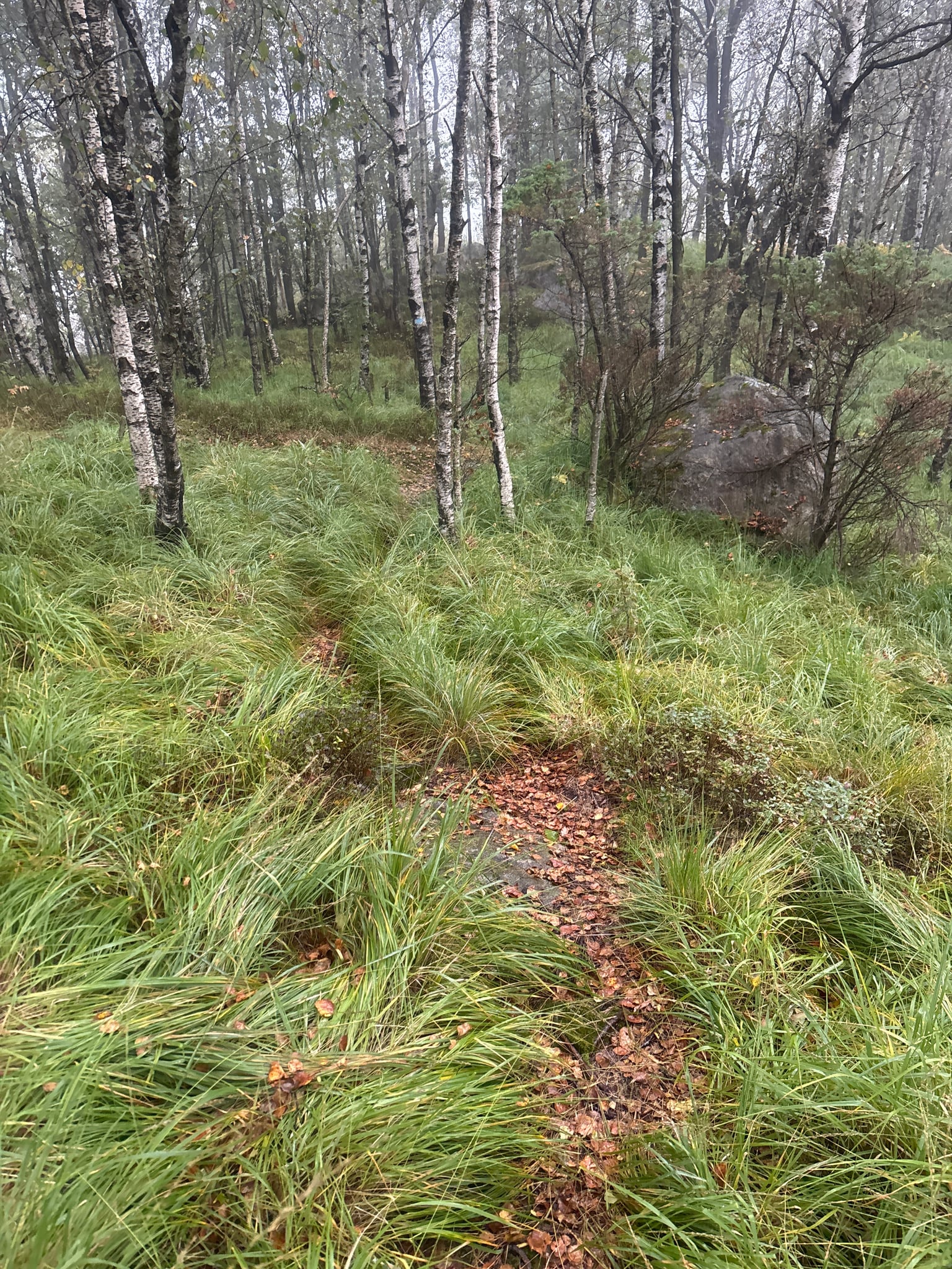 Tjødnaråsen — foto 4 av 4