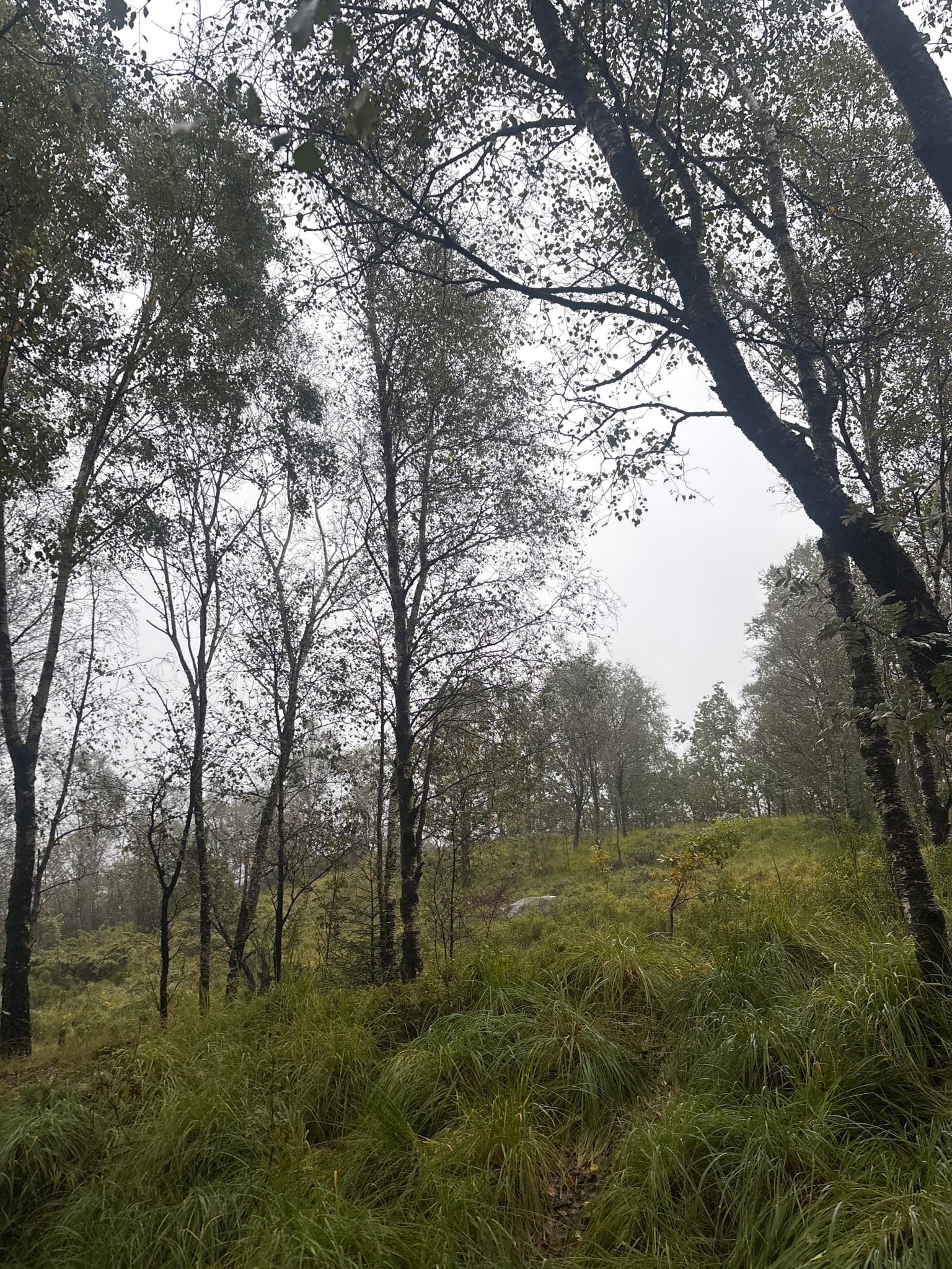 Tjødnaråsen — foto 3 av 4