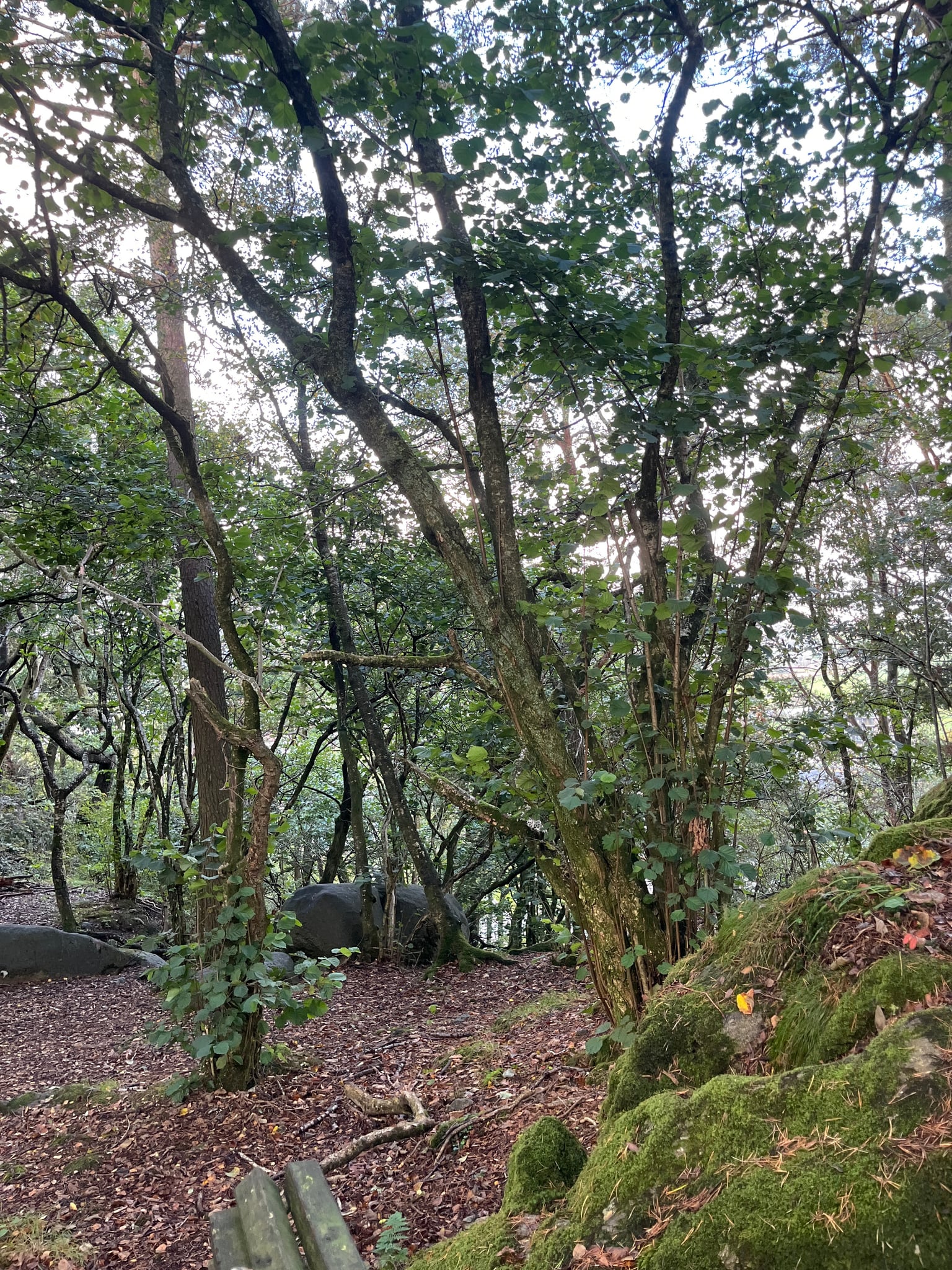 Skjeraberget — foto 1 av 2
