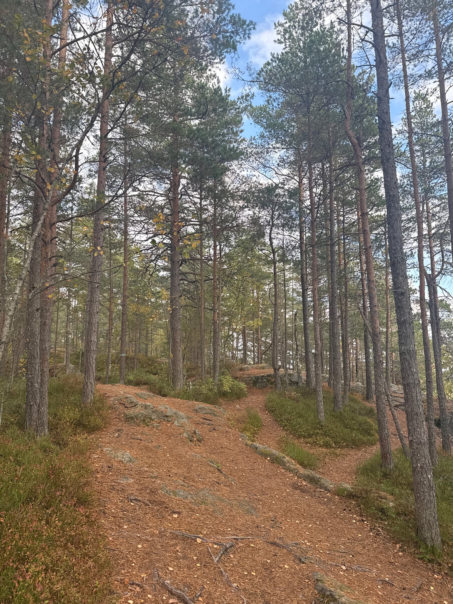 Toåsen — foto 1 av 1
