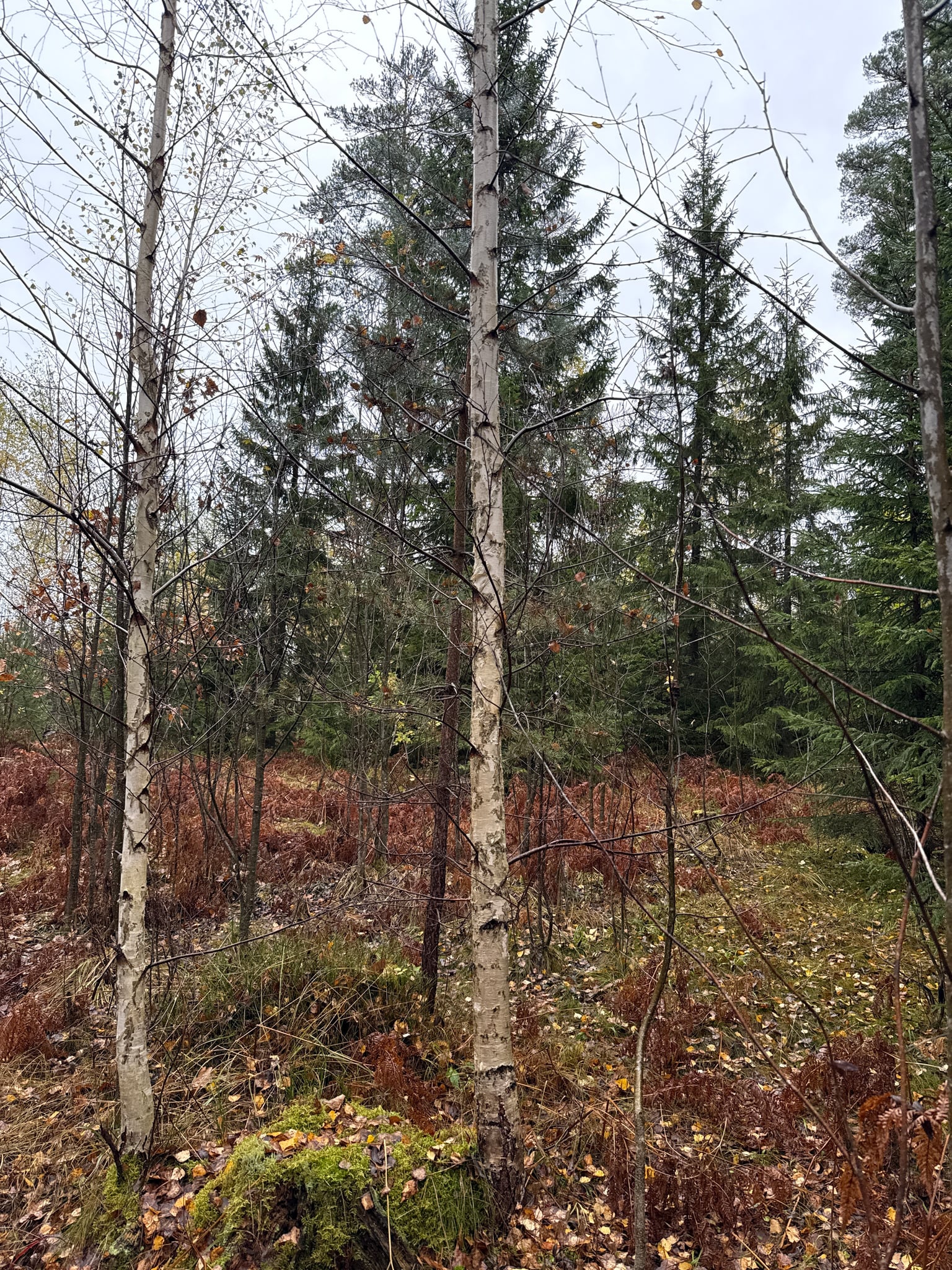 Ebbesåsen — foto 1 av 2