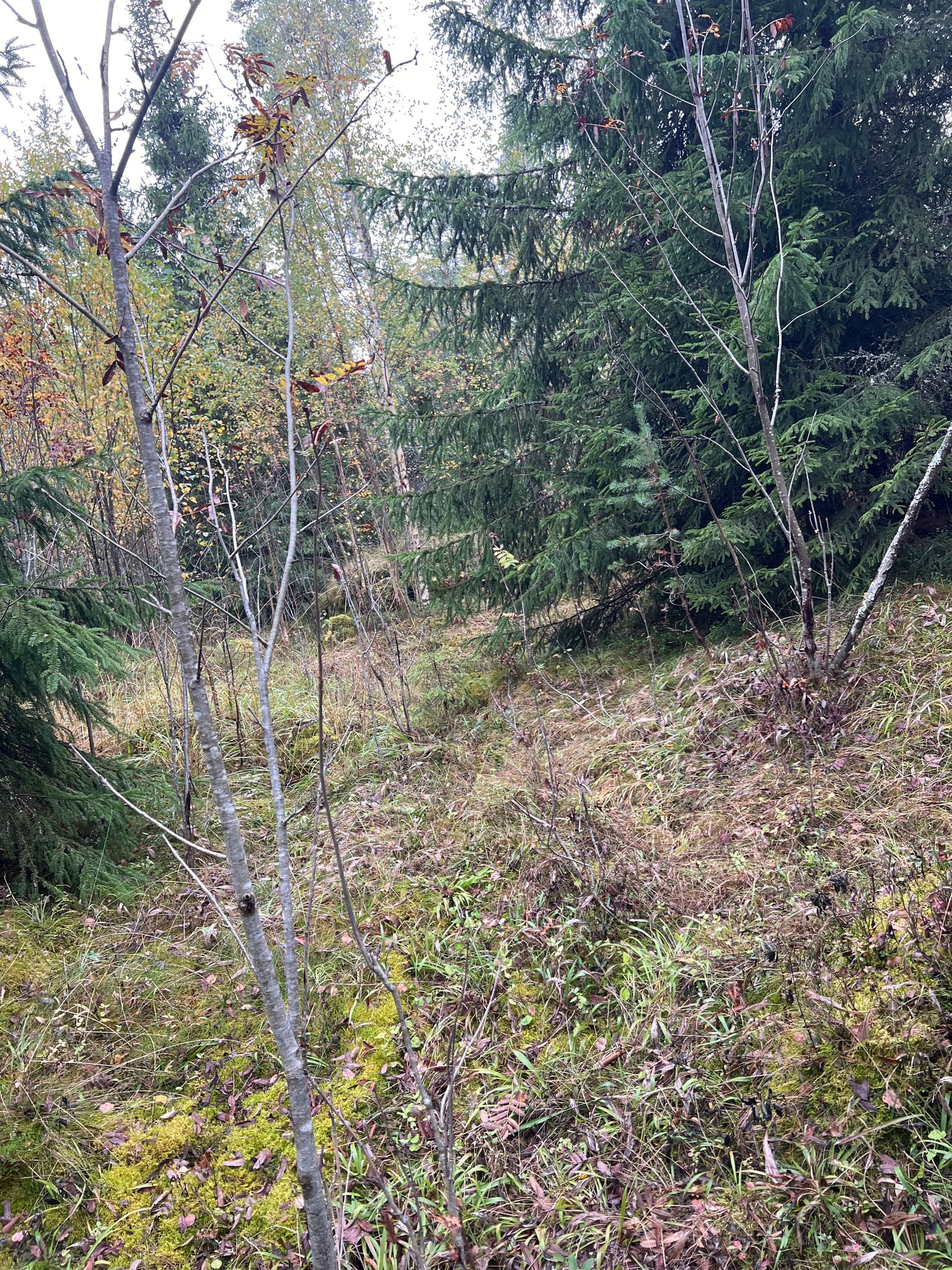 Ebbesåsen — foto 2 av 2