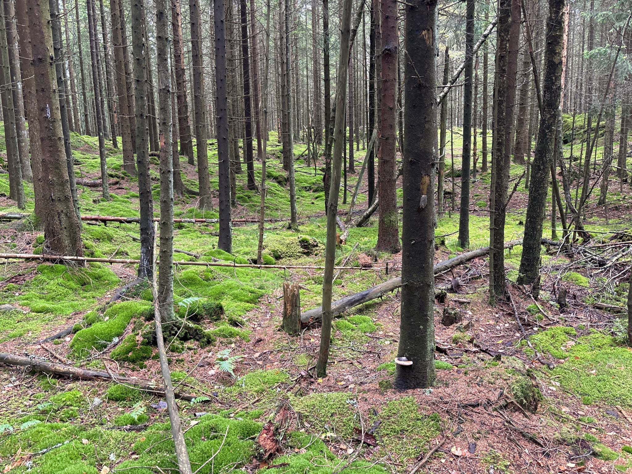 Lachmannsfjell — foto 1 av 1