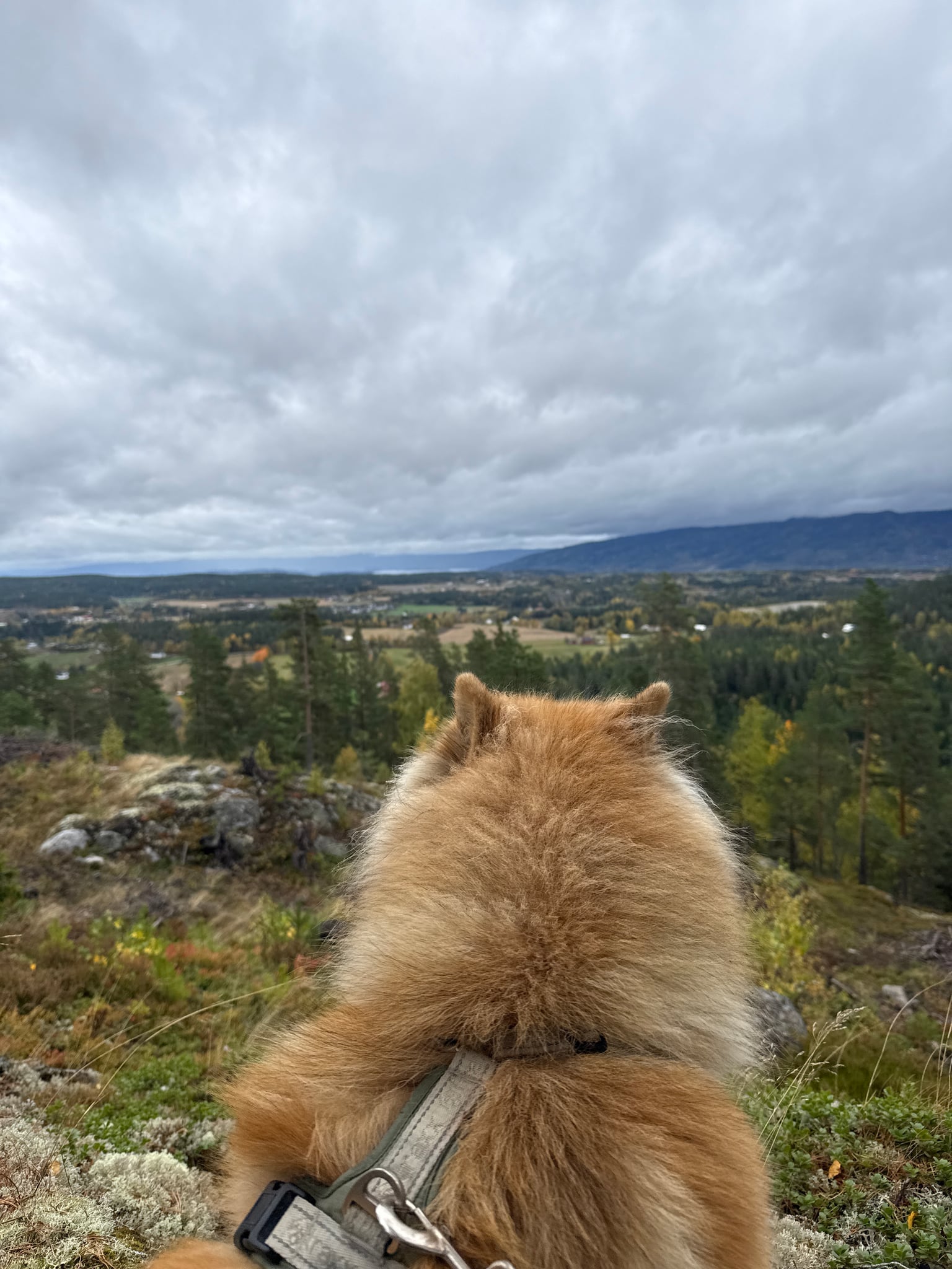 Fjaskestuåsen — foto 1 av 1