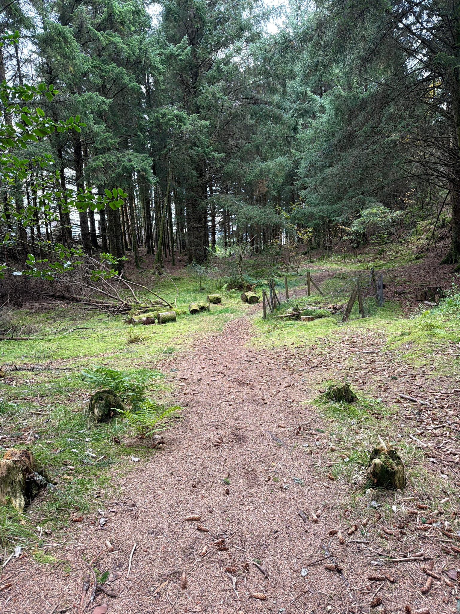 Grønaseta — foto 1 av 1