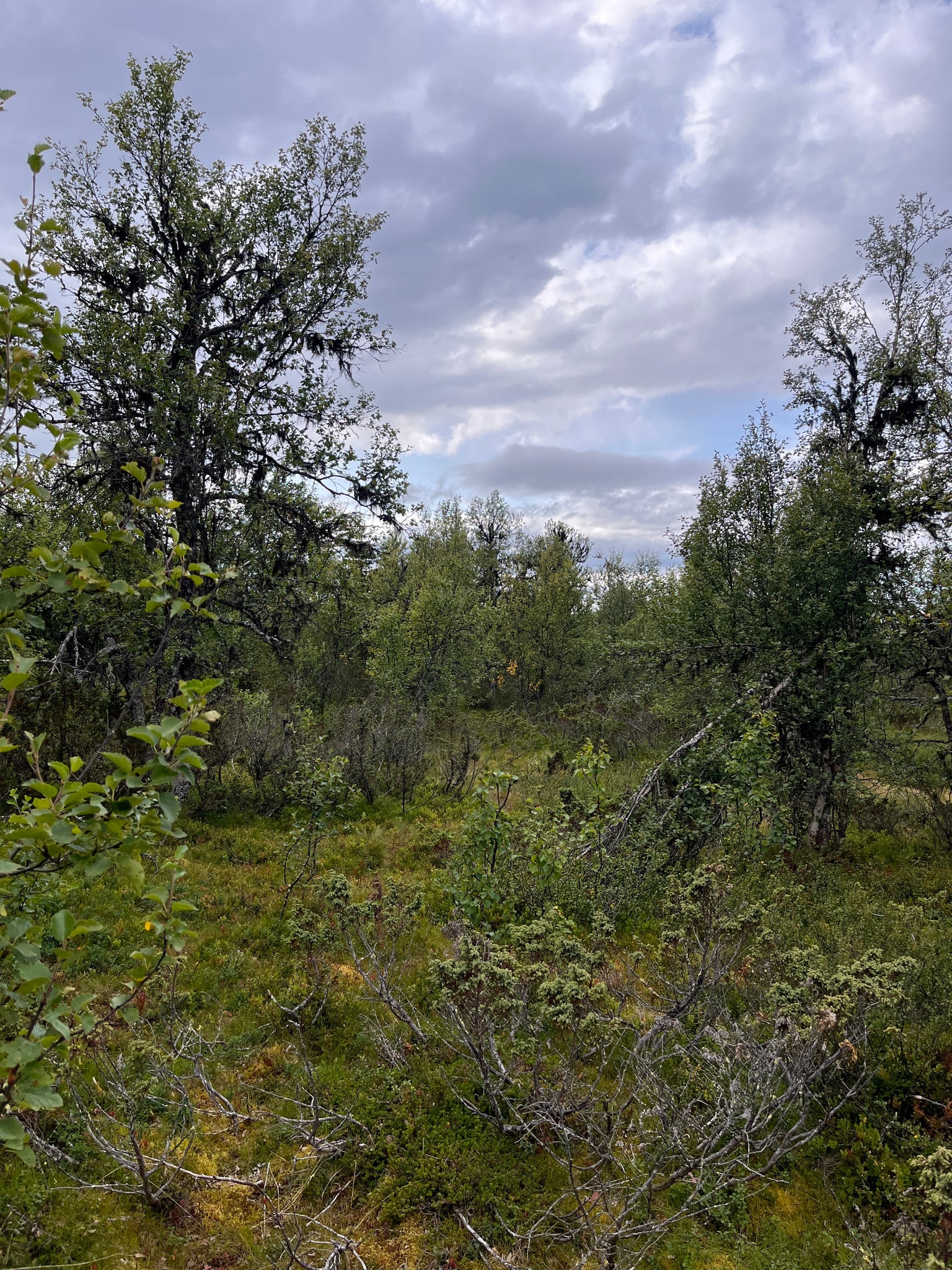Blåbærfjellet — foto 1 av 1