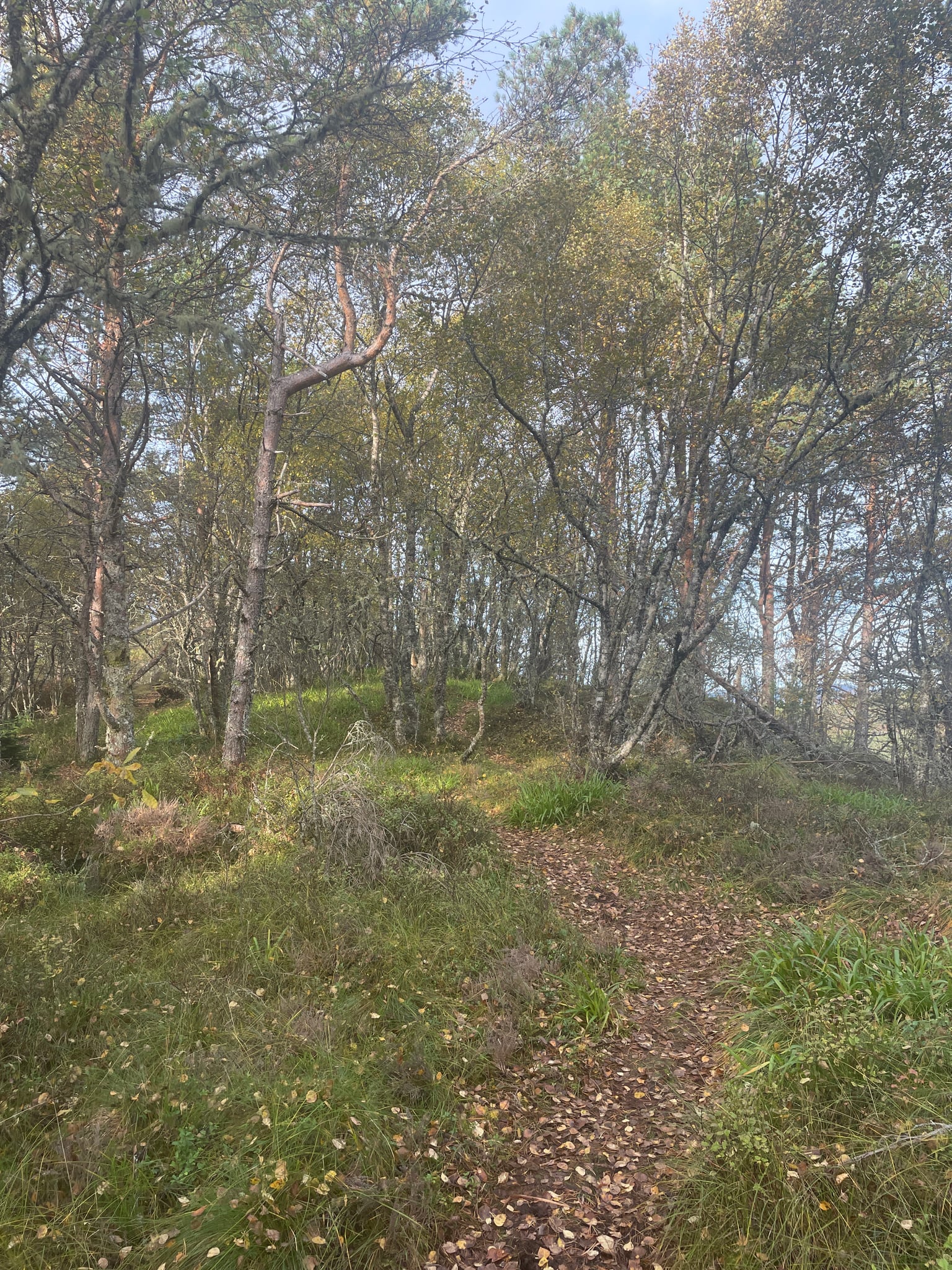 Hatlaåsen — foto 1 av 1