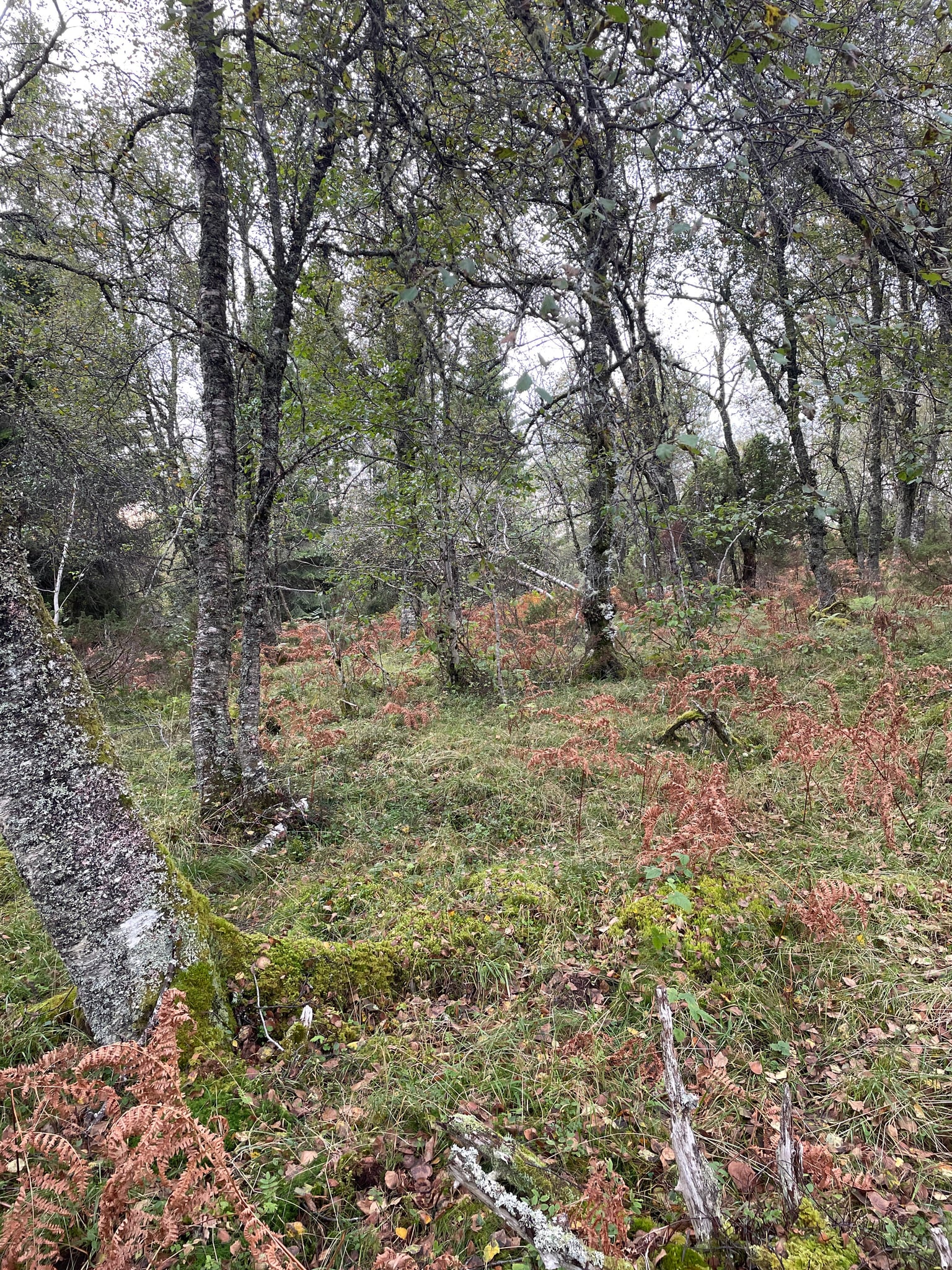 Jarskarhaugen — foto 1 av 1