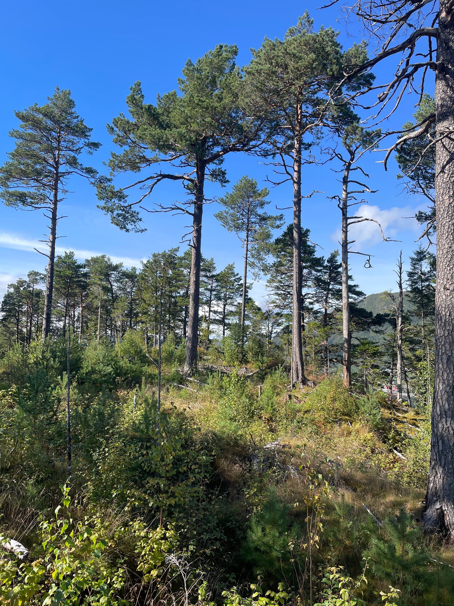 Breinakkane — foto 1 av 1