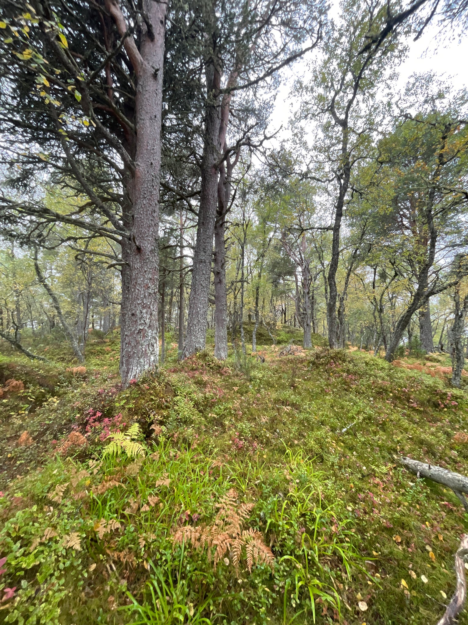 Nakken — foto 1 av 1