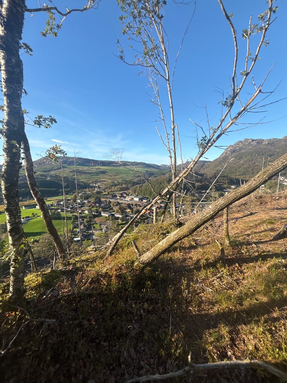 Foreknuten — foto
