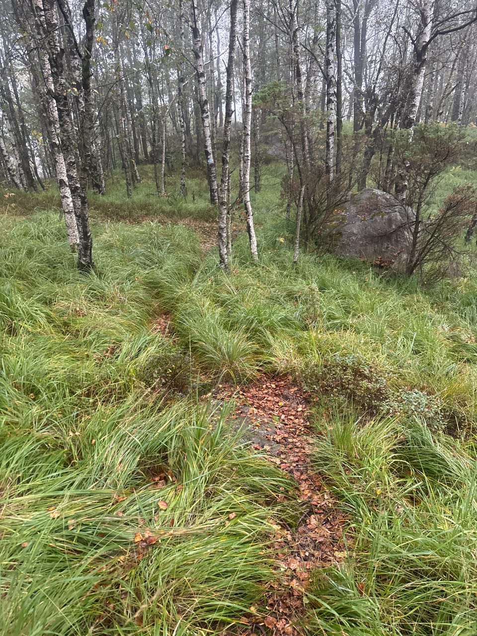 Tjødnaråsen — foto