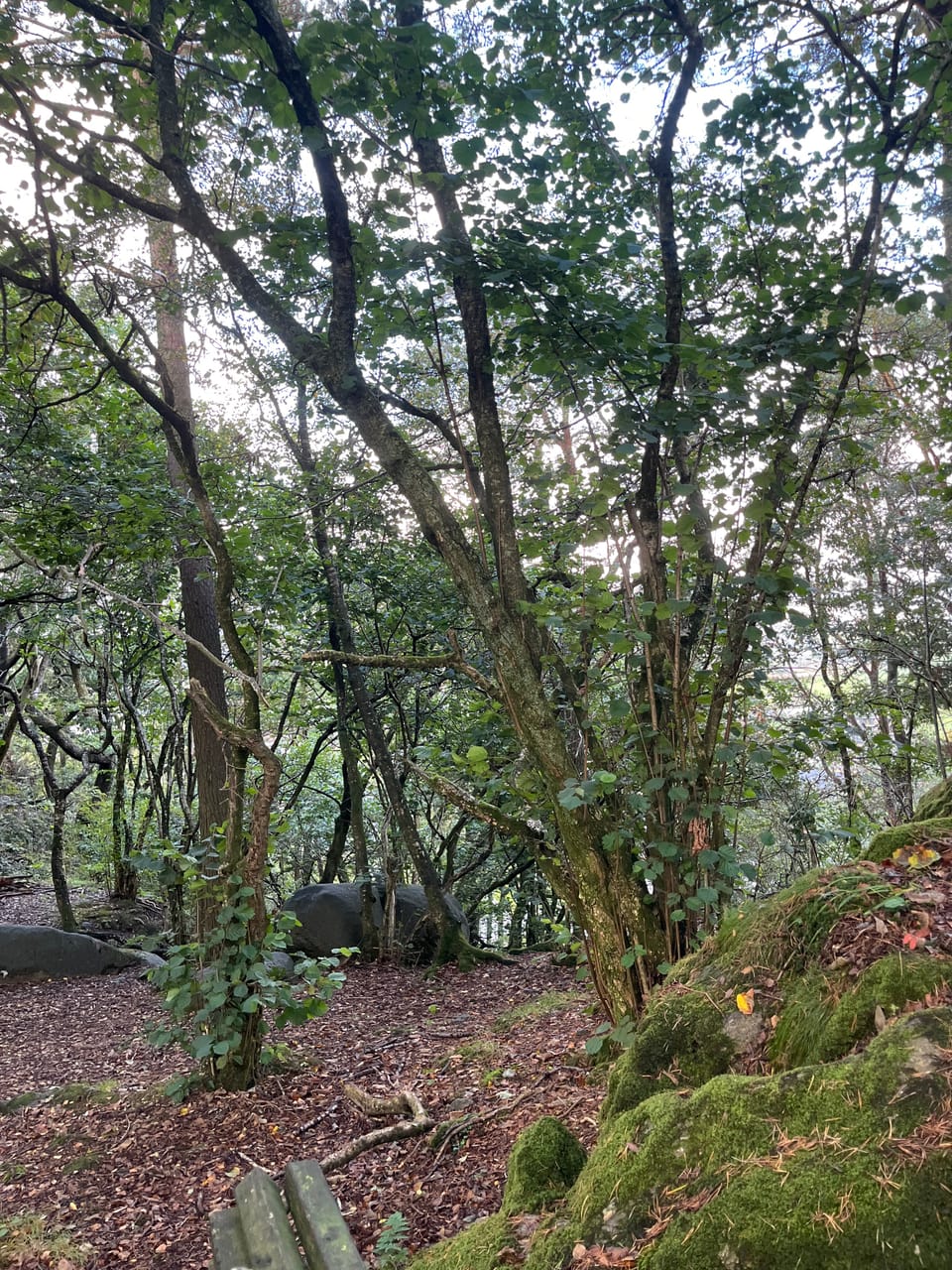 Skjeraberget — foto