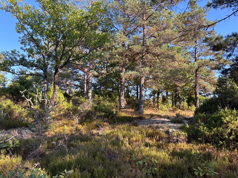 Sagåsen — foto