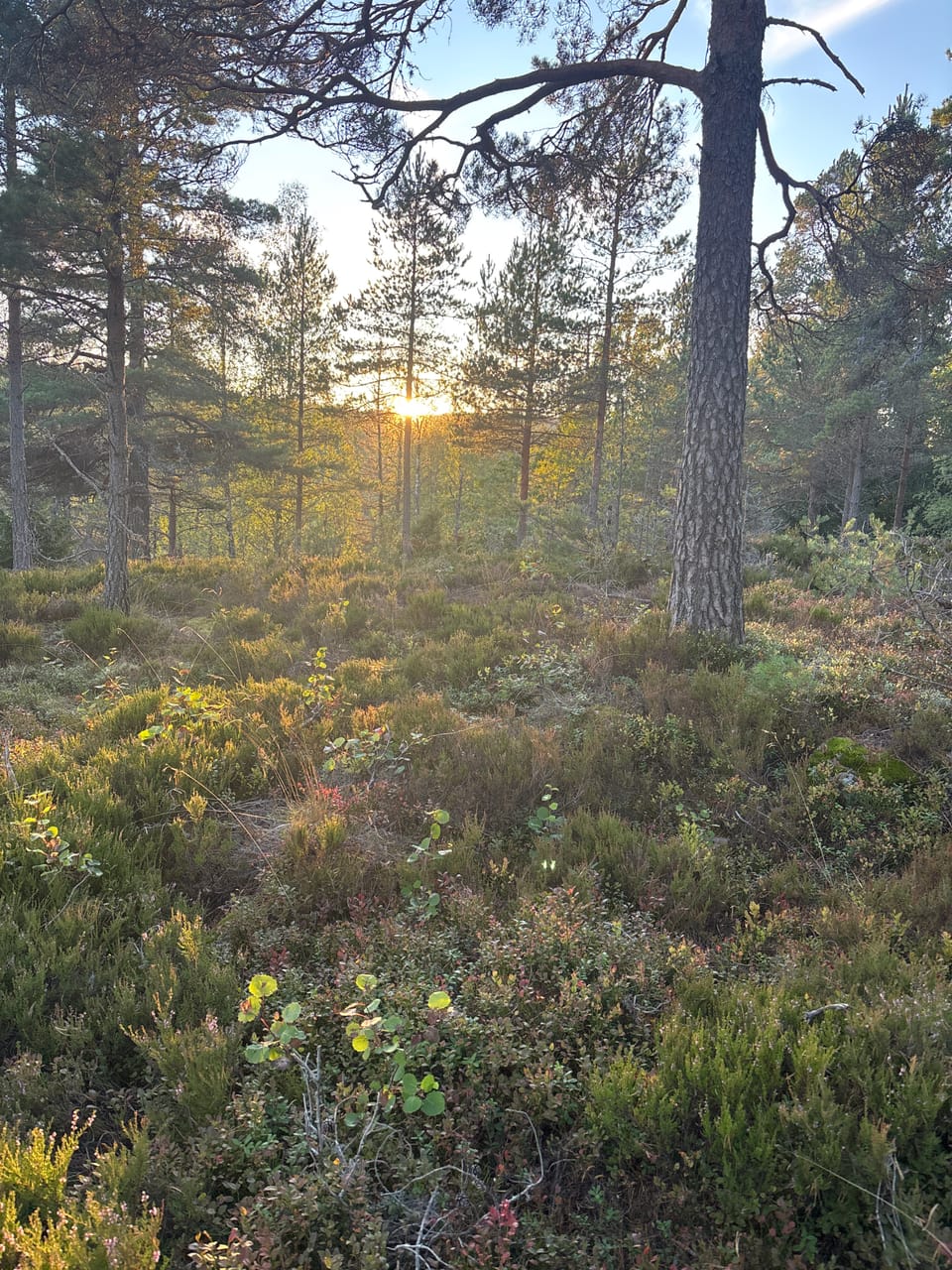 Middagsåsen — foto
