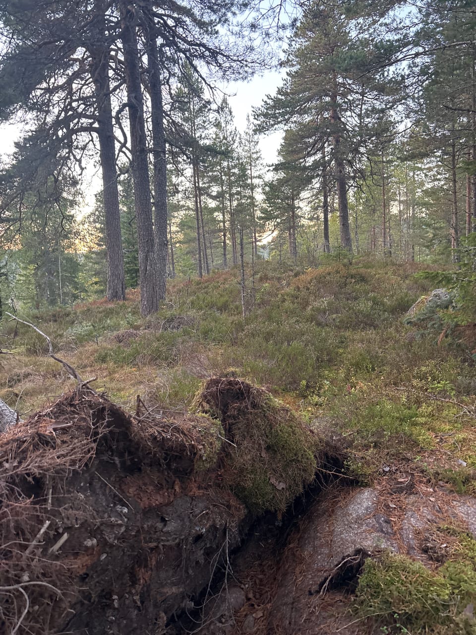 Dalseteråsen — foto