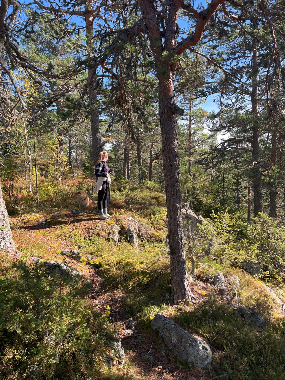 Hvalsknatten — foto