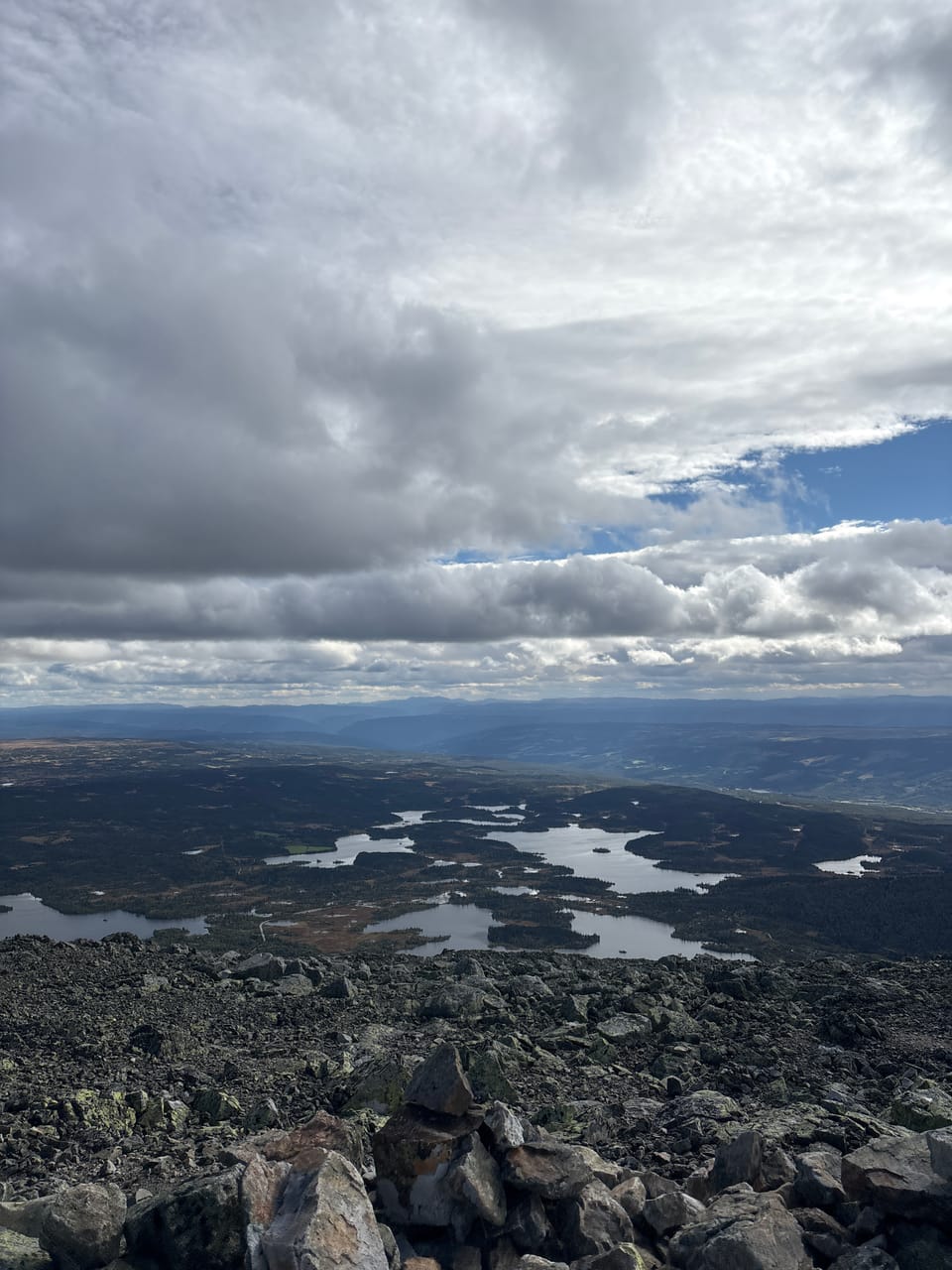 Skogshorn — foto