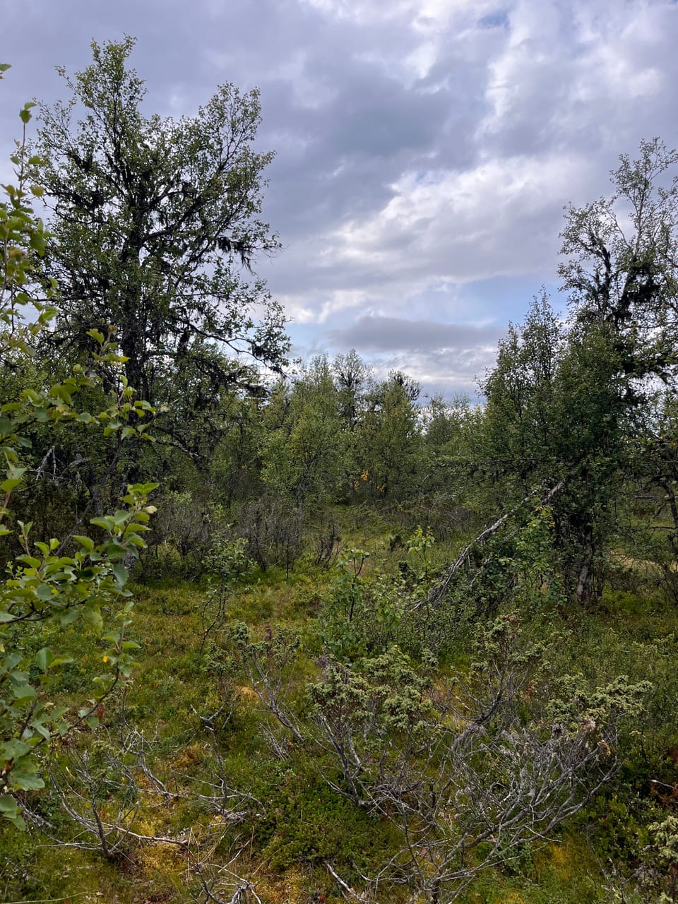 Blåbærfjellet — foto