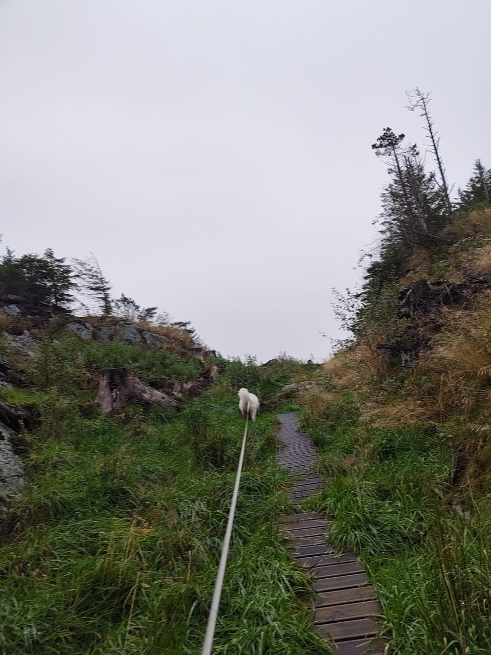 Bjørgene — foto